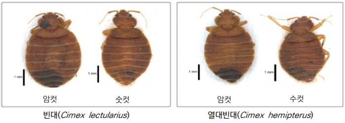 빈대 베드버그 퇴치제 추천 및 빈대 물리면 증상은?(빈대방역업체 및 문의처 정리) - 머니시스팁