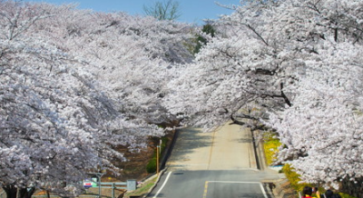 7.인천 벚꽃동산
